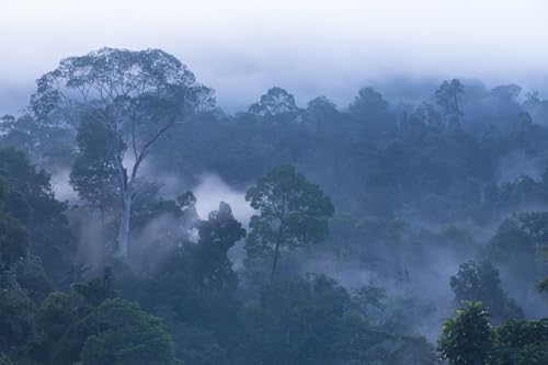 Toolhom Misty Forest Morning Landscape View, Forest Wallpaper Mural - Image 3