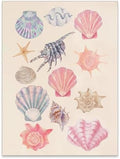 Pink Shell Posters Funky Coastal Cowgirl Wall Art Vintage Beach House by Unknown