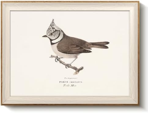 VIYYIEA Framed Vintage Crested Tit Bird Canvas Wall Art by VIYYIEAART