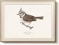 VIYYIEA Framed Vintage Crested Tit Bird Canvas Wall Art by VIYYIEAART