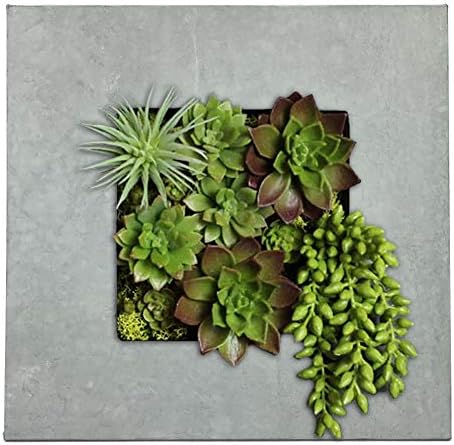 Modern Home Living Wall Galvanized Steel/Zinc Succulent Planter, Wall Mounted by Vandue