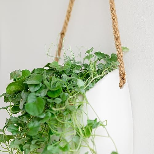 Kazai. Wall Planters -Ellie- | Hanging Ceramic Plant Pots 2 Pieces | Wall - Image 3