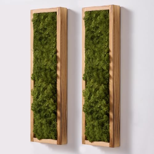 Mokof Preserved Moss Wall Art Decor, Moss Green, 2 Pack by Mokof