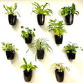LaLaGreen Indoor Wall Planters Self Watering Hanging Pots by L%C3%A1L%C3%A1Green