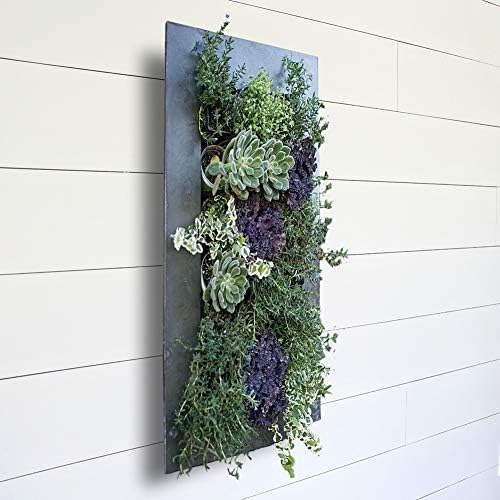 Modern Home Living Wall Galvanized Steel/Zinc Succulent Planter, Wall Mounted - Image 6