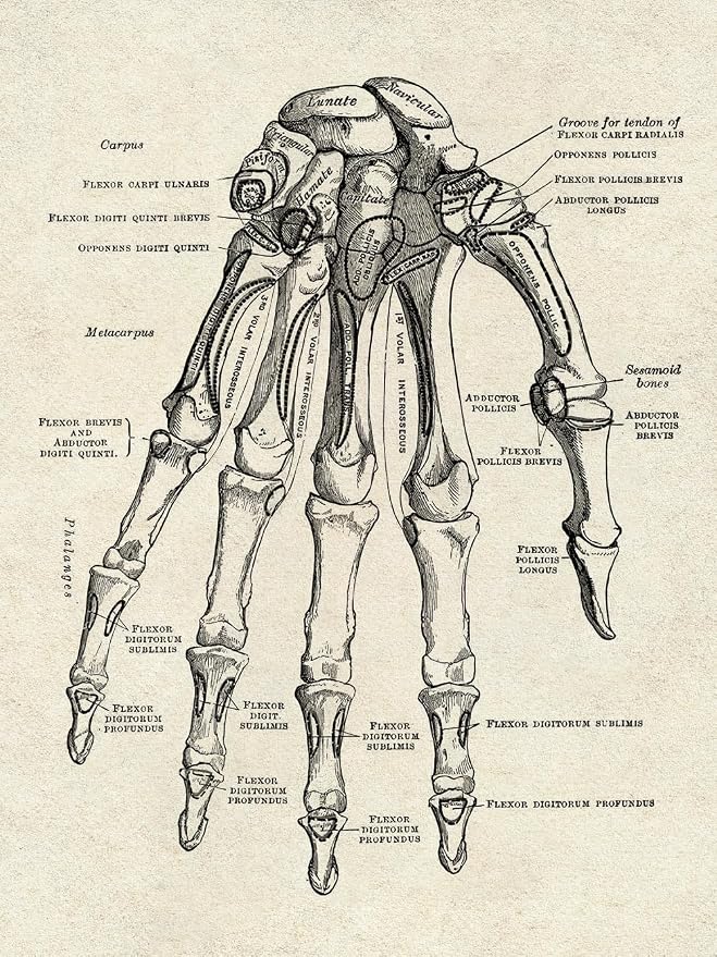 Ohhvvow Human Anatomy Artwork Medical Wall Art Canvas, 8 * 10 Inch Muscle - Image 6