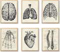 Ohhvvow Human Anatomy Artwork Medical Wall Art Canvas, 12 * 18 Inch Muscle by Ohhvvow
