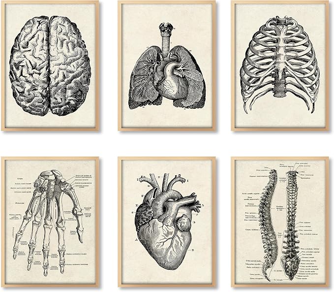 Ohhvvow Human Anatomy Artwork Medical Wall Art Canvas, 12 * 18 Inch Muscle by Ohhvvow